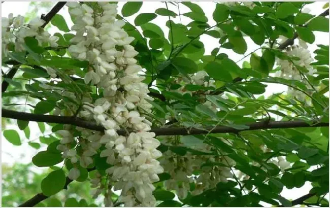 春季有哪些主要蜜源植物？ | 生活妙招
