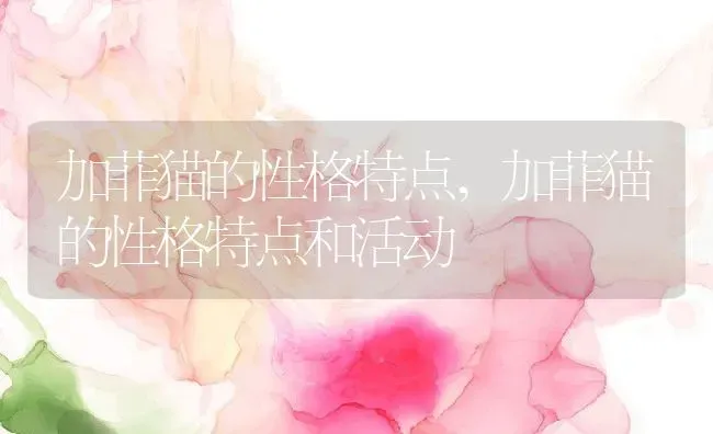 加菲猫的性格特点,加菲猫的性格特点和活动 | 养殖资料