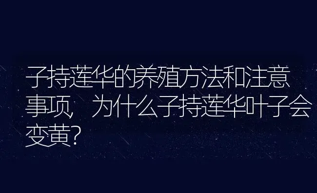 子持莲华的养殖方法和注意事项,为什么子持莲华叶子会变黄？ | 养殖科普