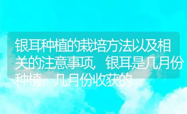 银耳种植的栽培方法以及相关的注意事项,银耳是几月份种植，几月份收获的 | 养殖学堂