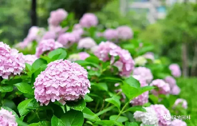 绣球怎么修剪,洋绣球花的修剪方法？