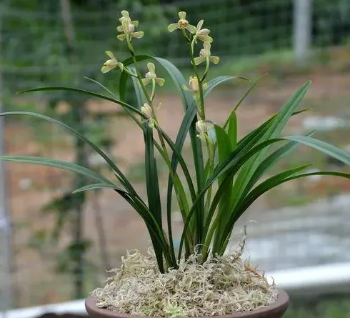 兰花什么季节换盆好,兰花立秋后什么时候换盆好？