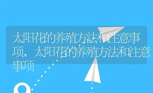 太阳花的养殖方法和注意事项,太阳花的养殖方法和注意事项 | 养殖科普