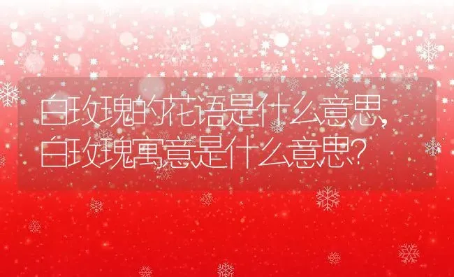 白玫瑰的花语是什么意思,白玫瑰寓意是什么意思？ | 养殖学堂