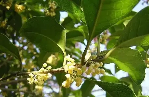 月桂树是桂花树吗,与桂花相似的树种 一年四季开花？