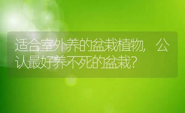 适合室外养的盆栽植物,公认最好养不死的盆栽？ | 养殖科普