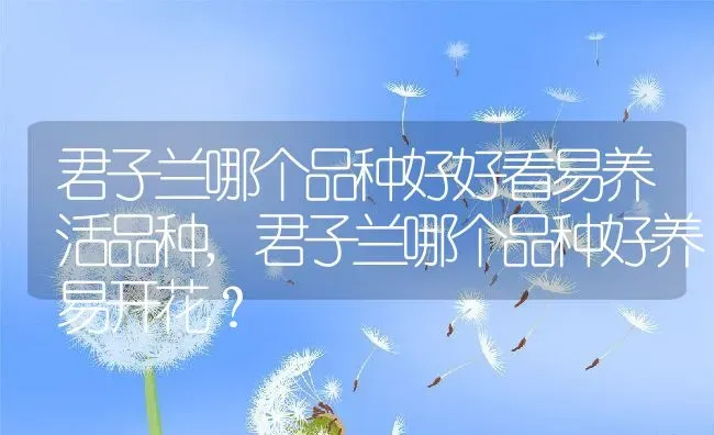 君子兰哪个品种好好看易养活品种,君子兰哪个品种好养易开花？ | 养殖科普