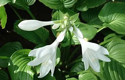 玉簪花什么时候种植最好,玉簪几月份发芽？