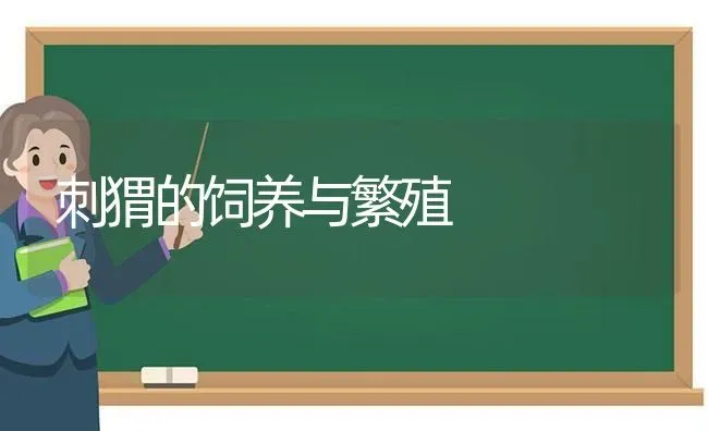 刺猬的饲养与繁殖 | 养殖知识