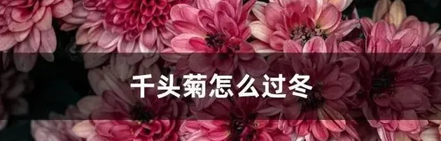 千头菊的养殖方法和注意事项,冬天带花苞的千头菊怎么养护？