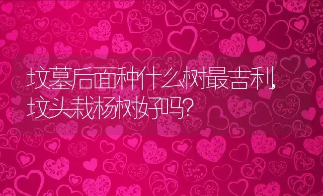 坟墓后面种什么树最吉利,坟头栽杨树好吗？ | 养殖科普