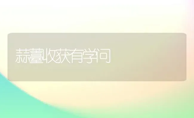 蒜薹收获有学问 | 养殖技术大全