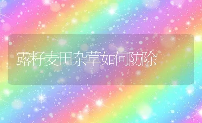 露籽麦田杂草如何防除 | 养殖知识