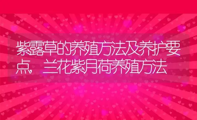 紫露草的养殖方法及养护要点,兰花紫月荷养殖方法 | 养殖学堂
