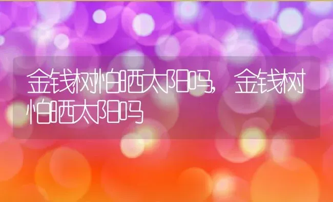 金钱树怕晒太阳吗,金钱树怕晒太阳吗 | 养殖科普