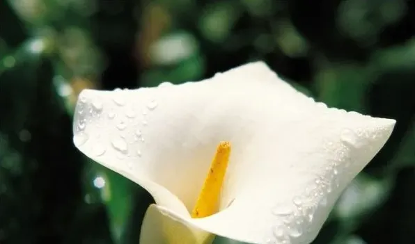 白鹤芋和马蹄莲的区别 | 生活常识