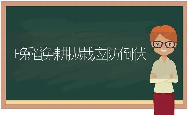 晚稻免耕抛栽应防倒伏 | 养殖知识