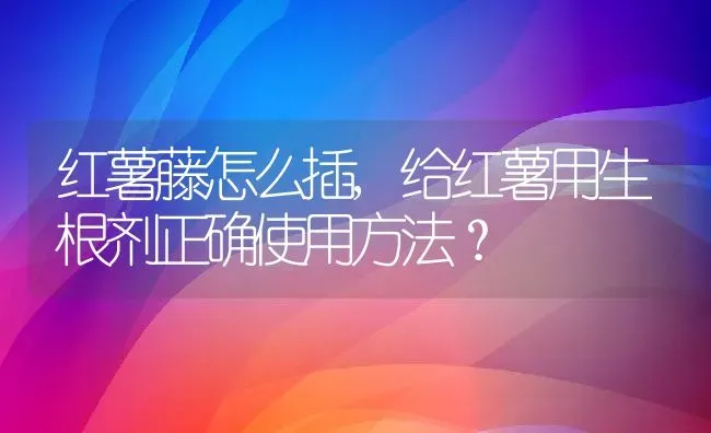 红薯藤怎么插,给红薯用生根剂正确使用方法？ | 养殖科普