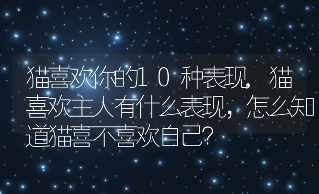 猫喜欢你的10种表现,猫喜欢主人有什么表现，怎么知道猫喜不喜欢自己？ | 养殖学堂