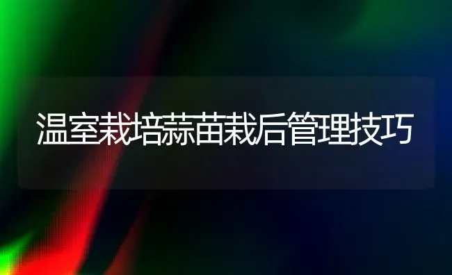 温室栽培蒜苗栽后管理技巧 | 养殖技术大全