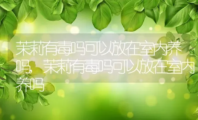 茉莉有毒吗可以放在室内养吗,茉莉有毒吗可以放在室内养吗 | 养殖科普