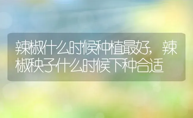 辣椒什么时候种植最好,辣椒秧子什么时候下种合适 | 养殖学堂