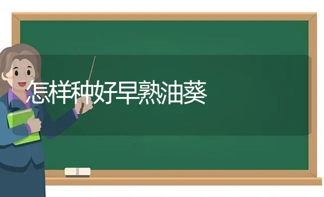 怎样种好早熟油葵 | 养殖技术大全