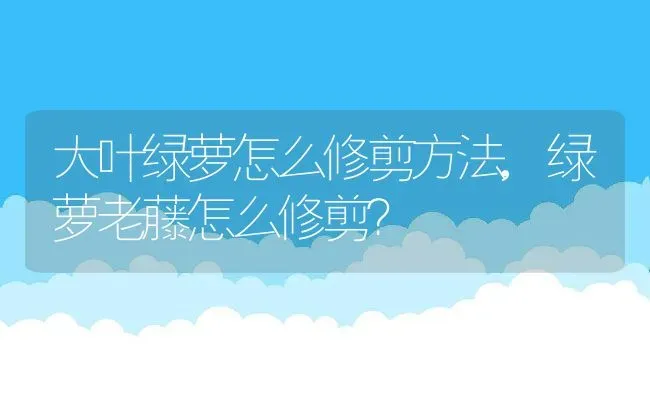 绿色月季都有什么品种,绿星与绿茵月季的区别？ | 养殖科普