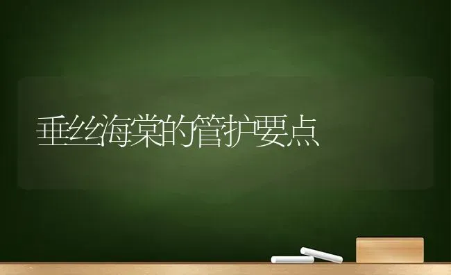 垂丝海棠的管护要点 | 养殖知识