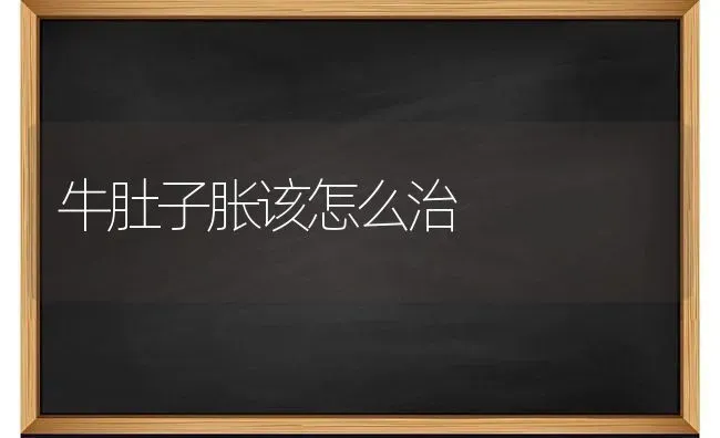 牛肚子胀该怎么治 | 养殖知识