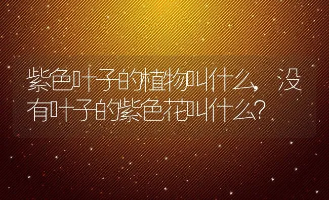 紫色叶子的植物叫什么,没有叶子的紫色花叫什么？ | 养殖学堂