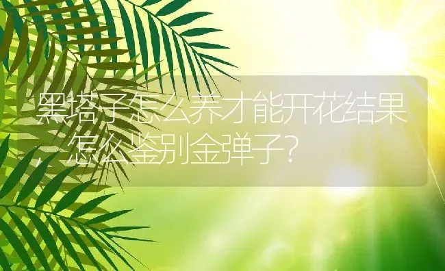 黑塔子怎么养才能开花结果,怎么鉴别金弹子？ | 养殖科普