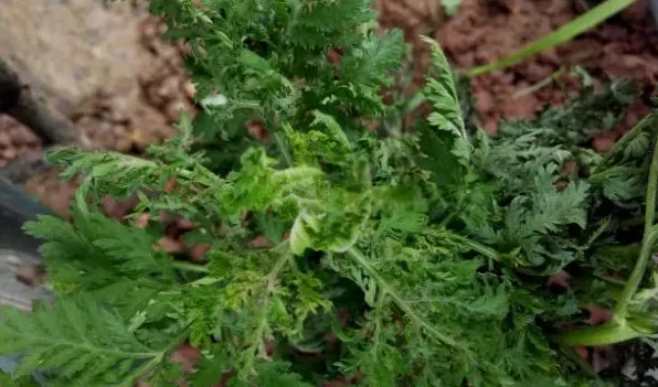 青蒿与黄花蒿怎么辨别 | 生活常识