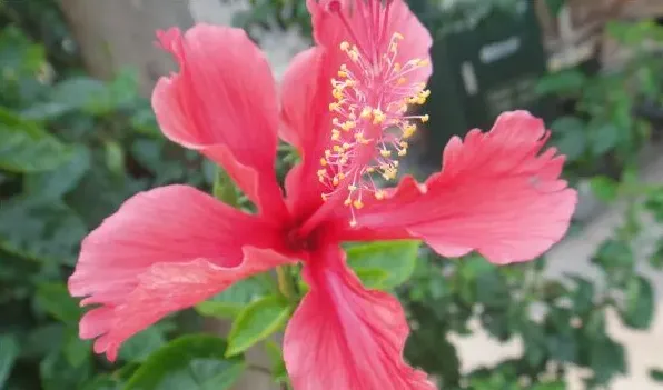 扶桑花的由来 | 常识大全