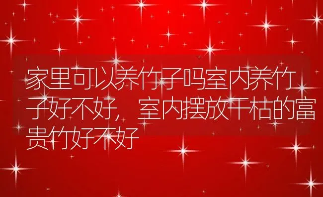 家里可以养竹子吗室内养竹子好不好,室内摆放干枯的富贵竹好不好 | 养殖学堂