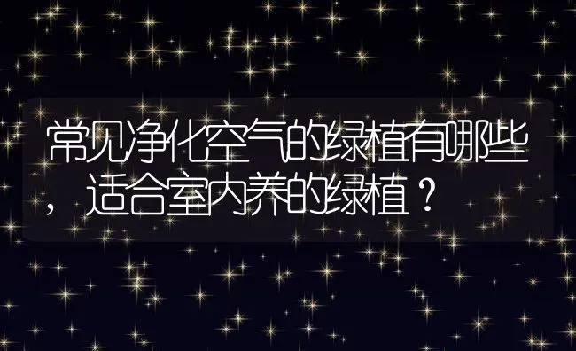常见净化空气的绿植有哪些,适合室内养的绿植？ | 养殖科普