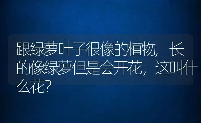 跟绿萝叶子很像的植物,长的像绿萝但是会开花，这叫什么花？ | 养殖科普