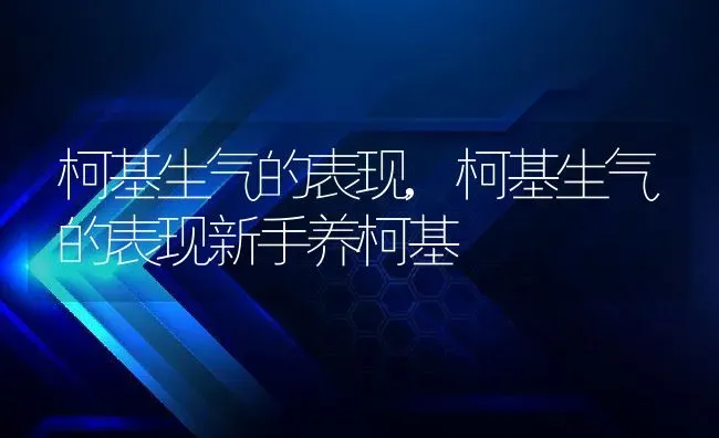 柯基生气的表现,柯基生气的表现新手养柯基 | 养殖资料