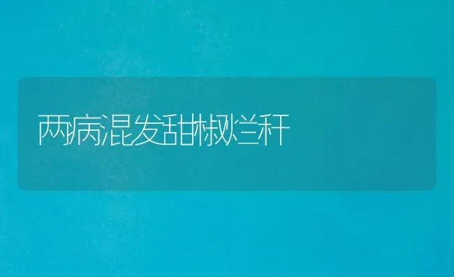 两病混发甜椒烂秆 | 养殖知识