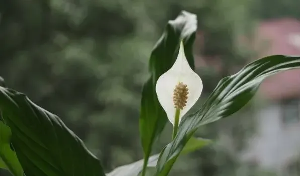 白鹤芋和马蹄莲的区别 | 生活常识
