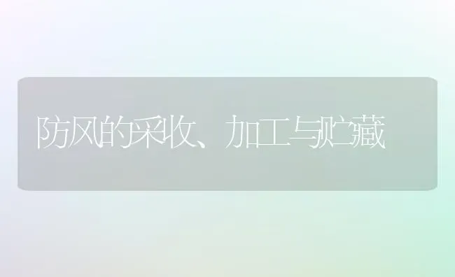 防风的采收、加工与贮藏 | 养殖技术大全