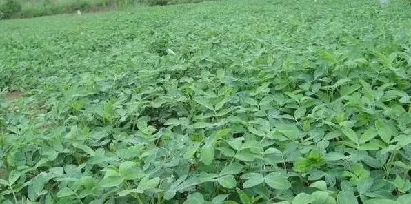 花生缺素的症状及防治措施 | 生活常识