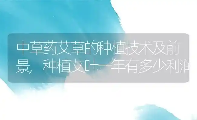 中草药艾草的种植技术及前景,种植艾叶一年有多少利润 | 养殖学堂