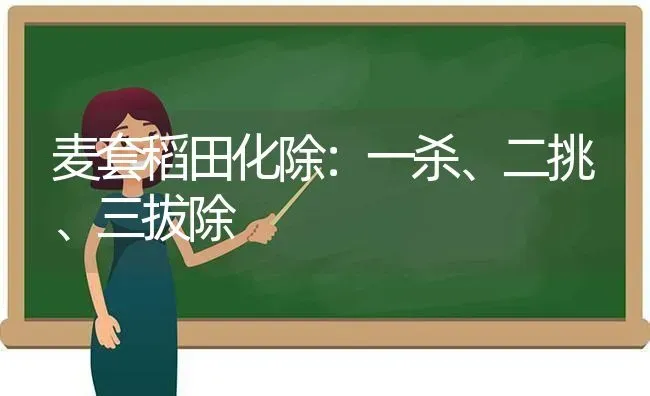 麦套稻田化除：一杀、二挑、三拔除 | 养殖知识