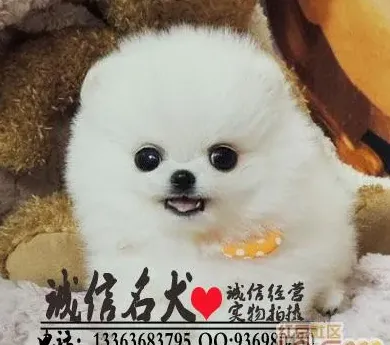博美犬多少钱,建议穷人养的10种小型犬博美