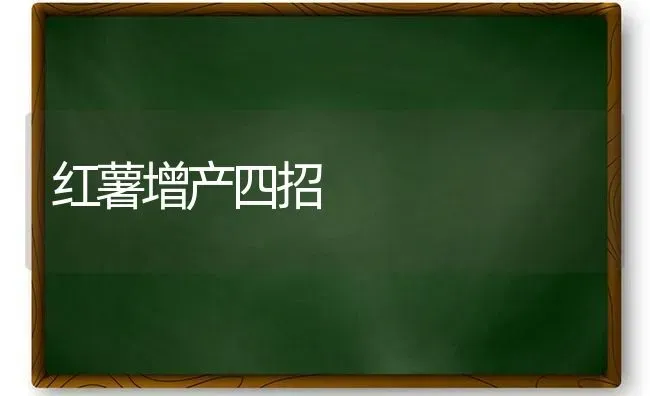 红薯增产四招 | 养殖技术大全