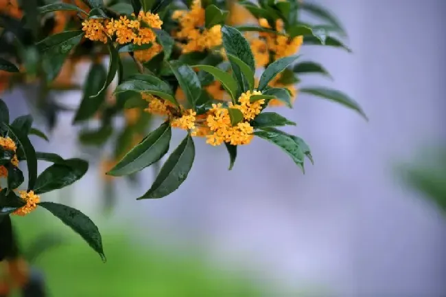 月桂树是桂花树吗,与桂花相似的树种 一年四季开花？