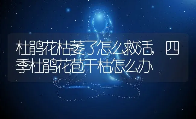 杜鹃花枯萎了怎么救活,四季杜鹃花苞干枯怎么办 | 养殖学堂