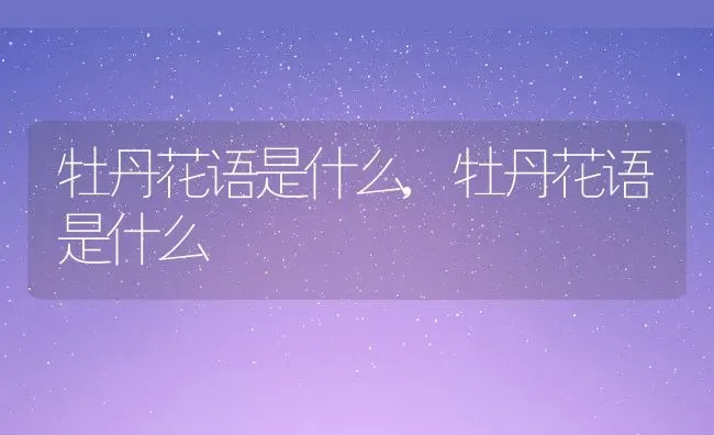 牡丹花语是什么,牡丹花语是什么 | 养殖科普