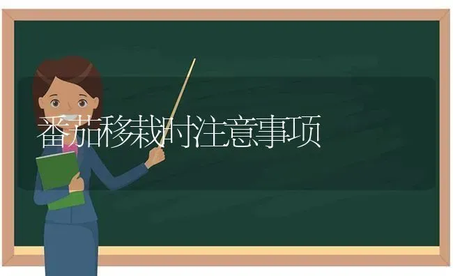 番茄移栽时注意事项 | 养殖知识